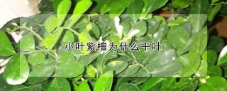 小叶紫檀为什么干叶,第1图