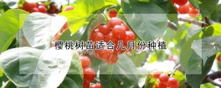 樱桃树苗适合几月份种植,第1图