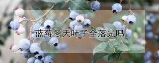 蓝莓冬天叶子全落光吗,第1图