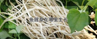 鱼腥草在哪里生长,第1图