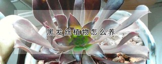 黑发丝植物怎么养,第1图