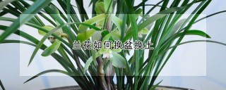 兰花如何换盆换土,第1图