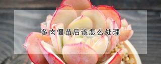 多肉僵苗后该怎么处理,第1图