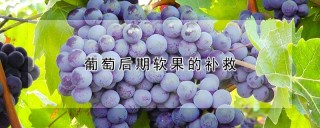 葡萄后期软果的补救,第1图