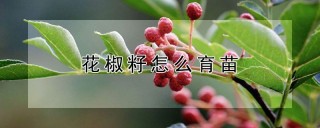 花椒籽怎么育苗,第1图