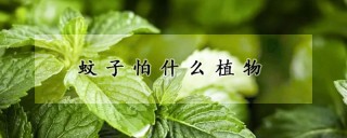 蚊子怕什么植物,第1图