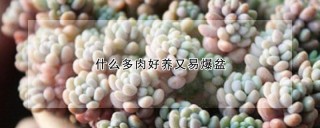 什么多肉好养又易爆盆,第1图