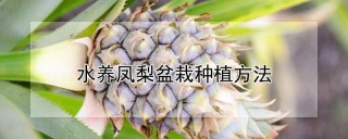 水养凤梨盆栽种植方法,第1图