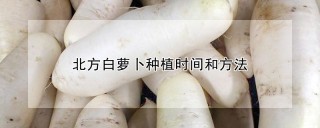 北方白萝卜种植时间和方法,第1图