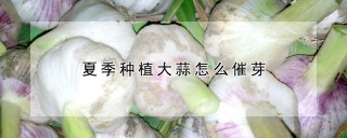 夏季种植大蒜怎么催芽,第1图