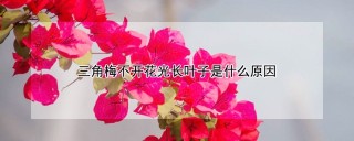 三角梅不开花光长叶子是什么原因,第1图