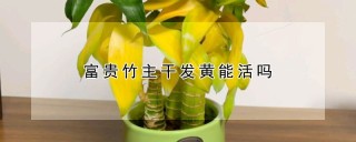 富贵竹主干发黄能活吗,第1图