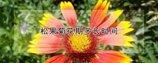 松果菊花期多长时间,第1图