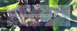 红菜苔种植时间和方法,第1图