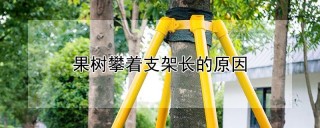 果树攀着支架长的原因,第1图