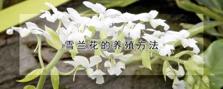 雪兰花的养殖方法,第1图