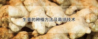 生姜的种植方法及栽培技术,第1图