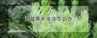 垂盆草长虫该怎么办,第1图