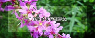 千屈菜的花语和寓意,第1图