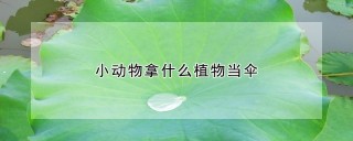 小动物拿什么植物当伞,第1图