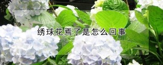 绣球花焉了是怎么回事,第1图