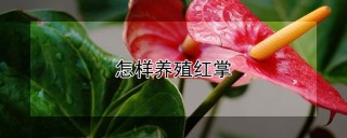 怎样养殖红掌,第1图