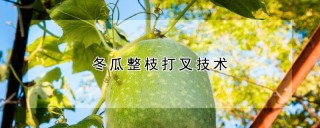 冬瓜整枝打叉技术,第1图