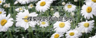 一棵菊花的寿命是多长,第1图