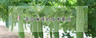 苦瓜催芽的技术要点,第1图