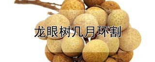 龙眼树几月环割,第1图