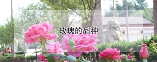 玫瑰的品种,第1图