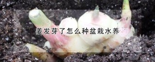 姜发芽了怎么种盆栽水养,第1图