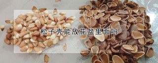 松子壳能放花盆里面吗,第1图