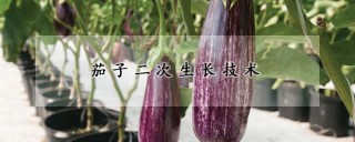 茄子二次生长技术,第1图