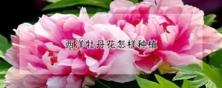 西洋牡丹花怎样种植,第1图