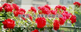 耐寒且一年四季开花的花卉,第1图