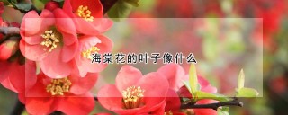 海棠花的叶子像什么,第1图