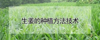 生姜的种植方法技术,第1图