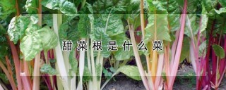 甜菜根是什么菜,第1图