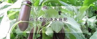 茄子怎么浇水施肥,第1图