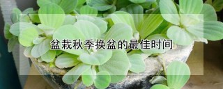 盆栽秋季换盆的最佳时间,第1图