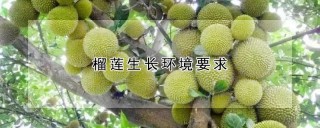 榴莲生长环境要求,第1图