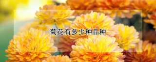 菊花有多少种品种,第1图