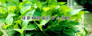 绿萝根部腐烂什么原因,第1图