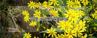 千里光是野菊花吗,第1图