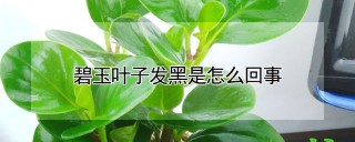 碧玉叶子发黑是怎么回事,第1图