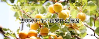 杏树不开花不结果什么原因,第1图