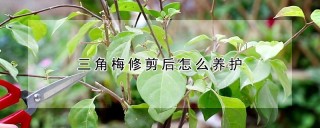 三角梅修剪后怎么养护,第1图