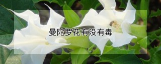 曼陀罗花有没有毒,第1图