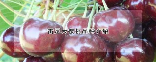 雷尼大樱桃品种介绍,第1图